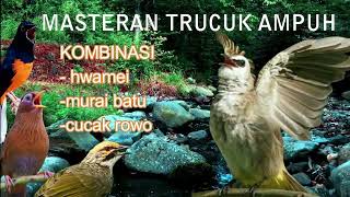 Download lagu masteran trucukan materi istimewa || Murai Batu || Wambi || Cucak Rowo mp3 Download lagu masteran trucukan materi istimewa || Murai Batu || Wambi || Cucak Rowo mp3