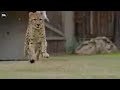 30 Seconds Motivational Video 1 Best WhatsApp Status Animal Attitude WhatsApp Status