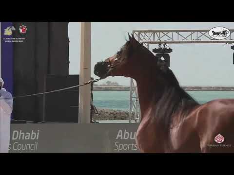 N 465 B A WARD   Al Dhafrah Arabian Horse Championship 2021   Stallions 7+ Years Old Class 10A