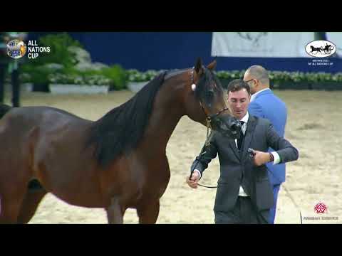 N 134 MAGESTY K A    AACHEN 2022   38° All Nations Cup   Stallions 4 6 Years Old Class 10