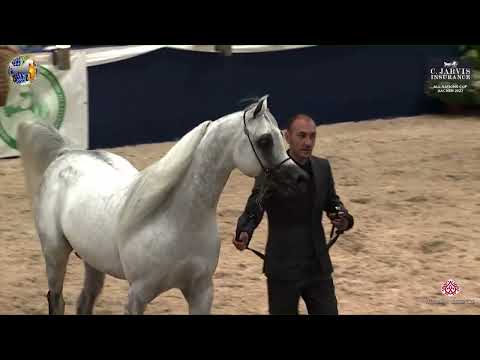 N 114 EKS FARAJJ   39th All Nations Cup   Aachen   Stallions 4 6 Years Old Class 10