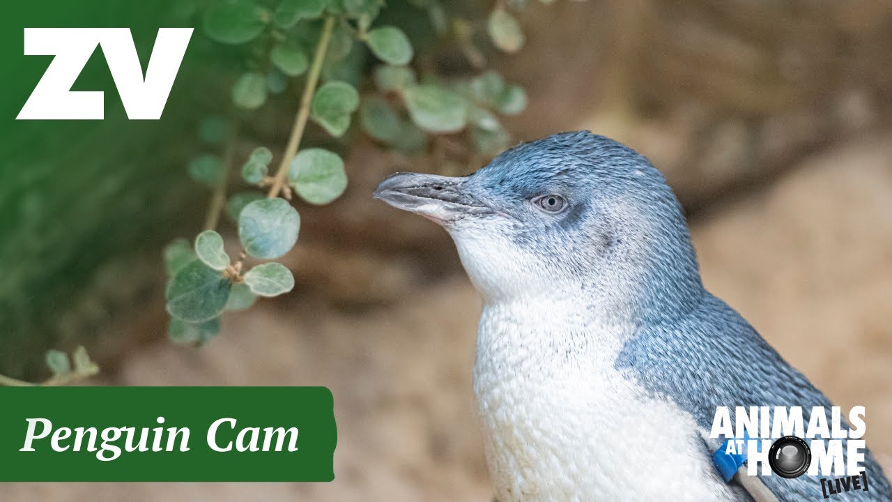 Live webcam view of Cámara de Pingüinos del Zoo de Melbourne