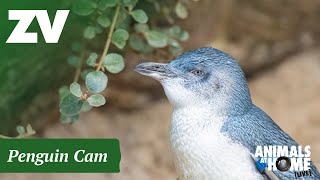 Penguins at Melbourne Zoo