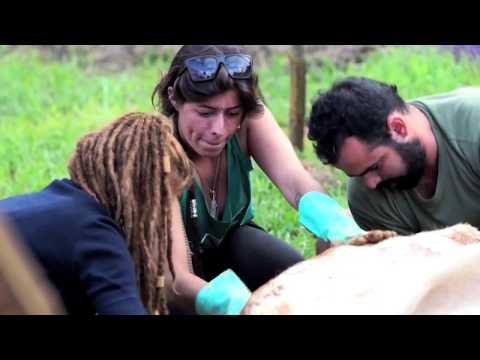 Aftermovie Pulsar Festival I (2015) | por Consciência em Transe