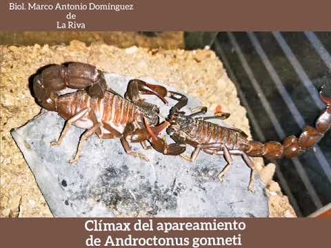 Clímax del apareamiento de Androctonus gonneti.