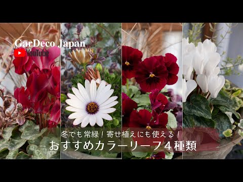 耐寒性常緑低木ジュニパー