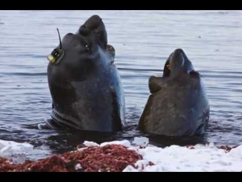 Earthcast SOS - Elephant Seals Helping Scientists, Climate in Crisis