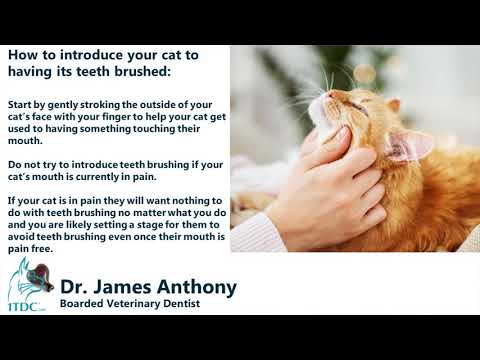 How to prevent feline periodontal disease