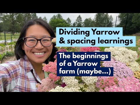 Dividing Yarrow & Spacing Learnings: The beginnings of a yarrow farm (maybe...)