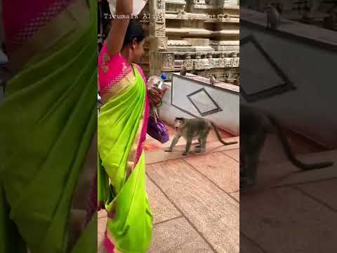 Monkey  alipiri steps #ttd #balaji #tirupati #tirumala #shorts  #youtube #viral bhimas blogs