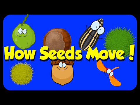 Seed Song - How Seeds Move - Seed Dispersal