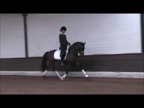 PAV NEW YORK 4j. Reitpony Hengst v. Nemax - Timberland