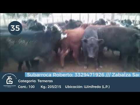 Lote Hembras - Winifreda La Pampa