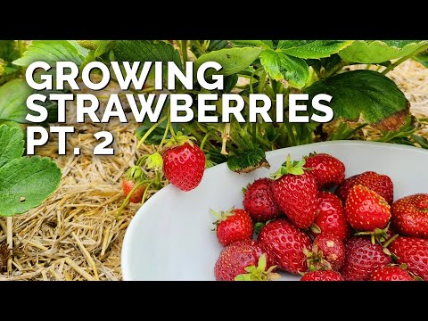 Growing Strawberries Part 1 Planting Bare Root Strawberries Sun and Soil