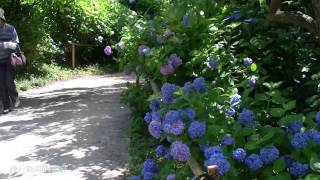 淡路島の紫陽花（アジサイ）名所　あわじ花の歳時記園