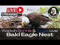 Cardinal Land Conservancy Eagle Nest - LIVE EAGLETS