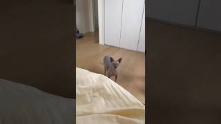 甘えん坊な猫スルタン【スフィンクス】