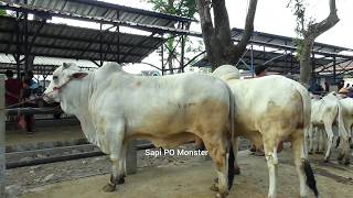 Download lagu UPDATE‼️SAPI PO MONSTER DI PASAR HEWAN ARGOPENI KEBUMEN mp3 Download lagu UPDATE‼️SAPI PO MONSTER DI PASAR HEWAN ARGOPENI KEBUMEN mp3