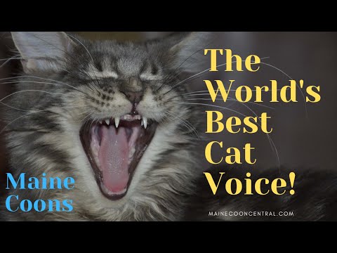 What Does A Maine Coon Sound Like?