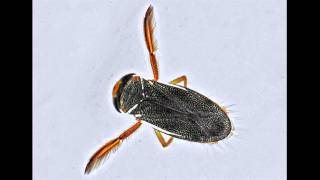 Balthazar - The Boatman