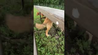 Video preview image #1 Great Pyrenees-Unknown Mix Puppy For Sale in Wheaton, IL, USA