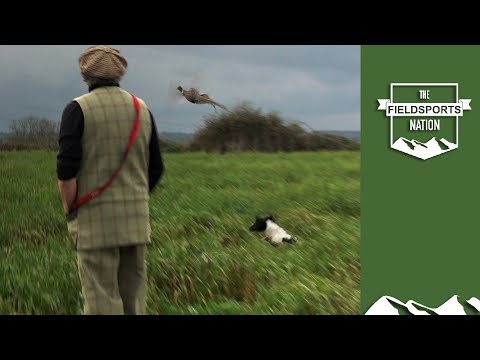 Dog training: how to work open ground