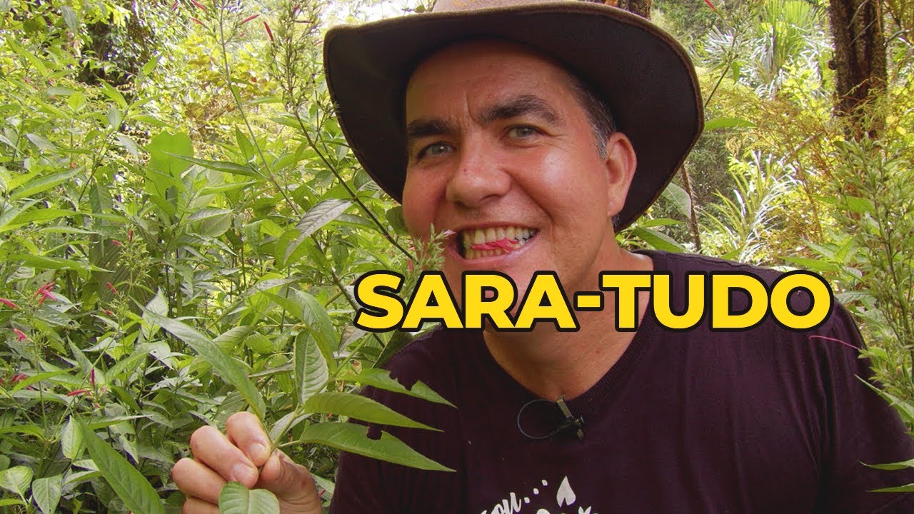 SARA-TUDO A PANC MEDICINAL QUE CURA TUDO.