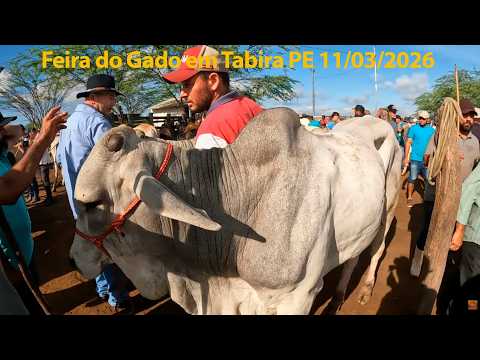 Feira de Gado em Tabira Pernambuco - Arroba a 350 Reais 11/03/2026 #nordeste #tabira