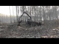 Belarus traktor u šumi /Трактор Беларус 