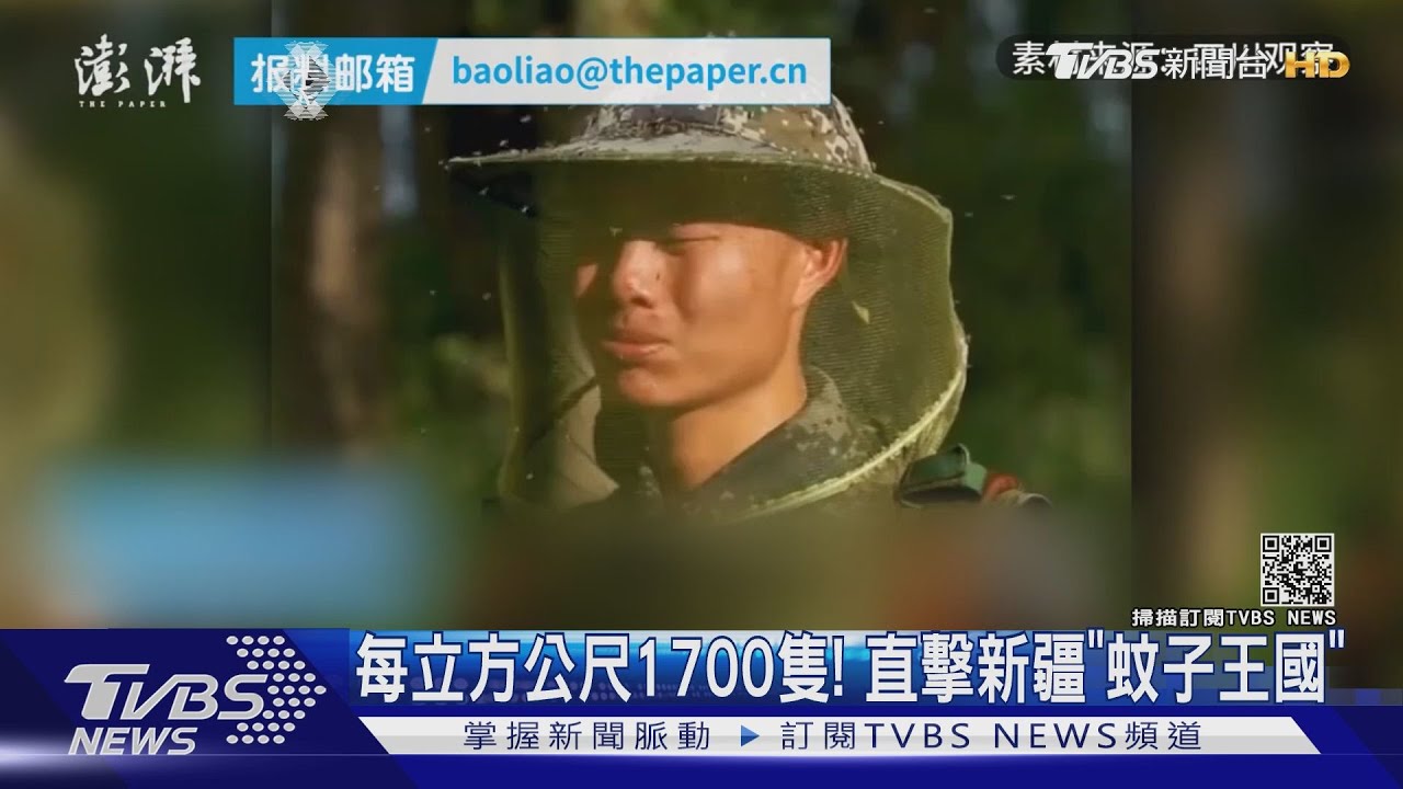 每立方公尺1700隻! 直擊新疆「蚊子王國」