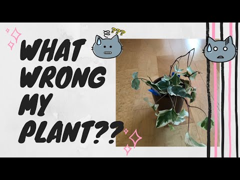 , title : 'How to fix brown leave on Ivy plant | What wrong with my plant❓❓'