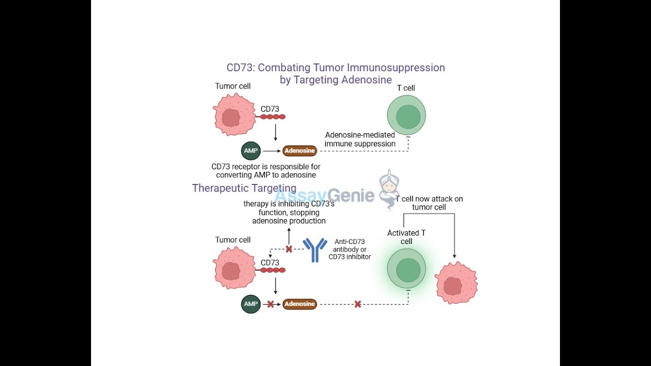 CD73_ Combating Tumor Immunosuppression by Targeting Adenosine