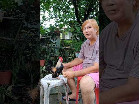 Introducing my bantam chicken collection #philippines #bantam #chicken #fypシ゚ #hobby