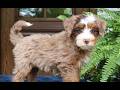 Mini Bernedoodle dogs for sale: Emrys  - Video 1