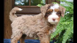 Video preview image #1 Bernedoodle (Miniature) Puppy For Sale in NARVON, PA, USA