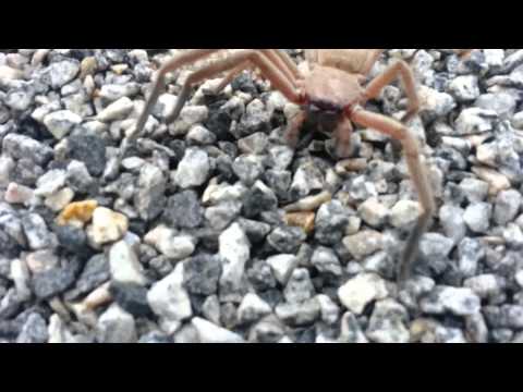 Deadly huntsman spider attacks