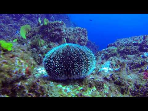 Nautilus Explorer 2013 - Mantas & Delfine vor Socorro Island