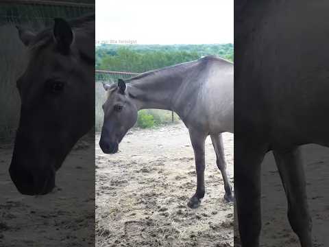 dándole una pedicura a mi caballo 🐴💅