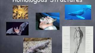 Homologous Structure in Evolutionary Biology