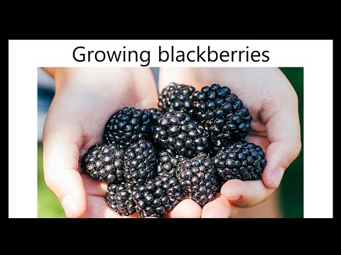 Growing blackberries - from planting to first harvest