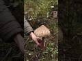 Dangerous Mushrooms You Should Never Eat #shorts #mushroom #poison