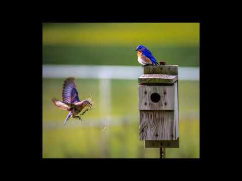 DANIEL 8:1-27 | ÁUDIO 01 DE DEZEMBRO | LEITURA DIÁRIA DA BÍBLIA