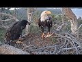 Big Bear Eagles HILARIOUS Lady The Tramp Fish Ghetti Moment Between Simba Mom