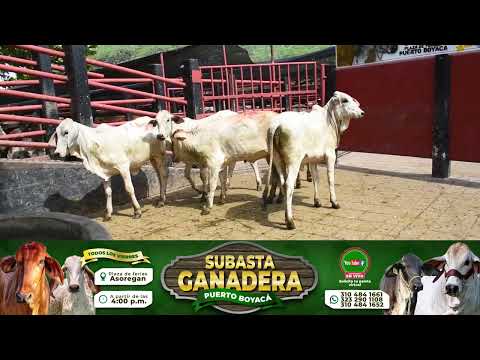 Lote 129 Subasta 11 de Septiembre de 2026