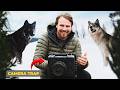 I Left 10 Cameras On A Wolf Kill Here S What They Captured