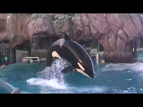 Shouka "bow" training session - Feb 26, 2022 - SeaWorld San Diego