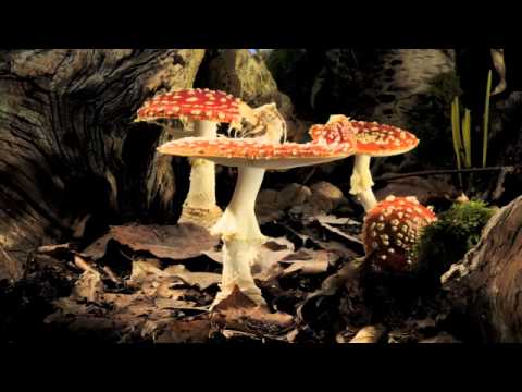 Fly Agaric toadstool growing time-lapse