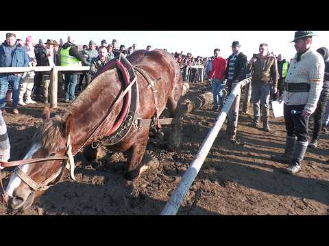 Cai de tracțiune proba de simplu Trei Movile - Bucovina 14 Februarie 2026