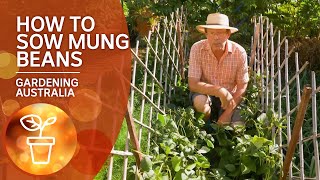 How to sow mung beans