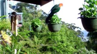 preview picture of video 'King Parrots feeding'
